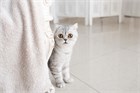 Адаптация котенка в новом доме: советы и рекомендации