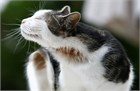 Аллергия у собак и кошек: симптомы, лечение