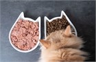 Какой лучше корм выбрать для котенка?