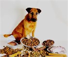 Классификация кормов для собак