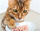 Чем кормить кота при мочекаменной болезни