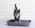 Лечение кота или кошки при поносе
