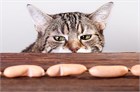 Что можно и нельзя есть кошкам: 5 мифов о питании кошек