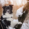 Шлейка для собак Ремни JULIUS-K9 Color & Gray IDC® 3 размер 84 - 113см / вес собаки 40 - 70 кг 662622