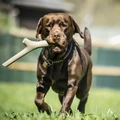 Игрушка для собак палочка BAMA PET TUTTO MIO резина, цвета в ассортименте 19190