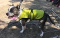 Трехслойная охлаждающая попона DriveDog для собак малых и средних пород длина спины 31 см PO_DD900_S