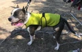 Трехслойная охлаждающая попона DriveDog для собак средних пород длина спины 41 см желтая PO900_M(Y)