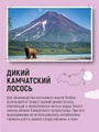 Добавка к основному рациону для собак и кошек Масло дикого лосося Вивидус (VIVIDUS) 00-00001387