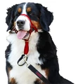Недоуздок для собак COA "HALTI Headcollar", Size 4, 46-62 см 14202/COA