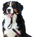 Недоуздок для собак COA "HALTI Headcollar", Size 4, 46-62 см 14202/COA