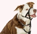 Недоуздок для собак COA "HALTI Headcollar", Size 2, 35-48 см 12406/COA