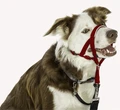 Недоуздок для собак COA "HALTI Headcollar", Size 2, 35-48 см 12406/COA