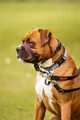 Недоуздок для собак COA "HALTI Optifit Headcollar", 24-40 см, размер S 24201/COA