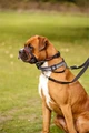 Недоуздок для собак COA "HALTI Optifit Headcollar", 42-54 см, размер M 25208/COA