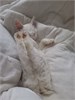 Катерина